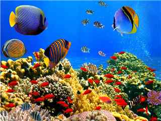 海洋生物高清桌面壁纸 海底世界图片