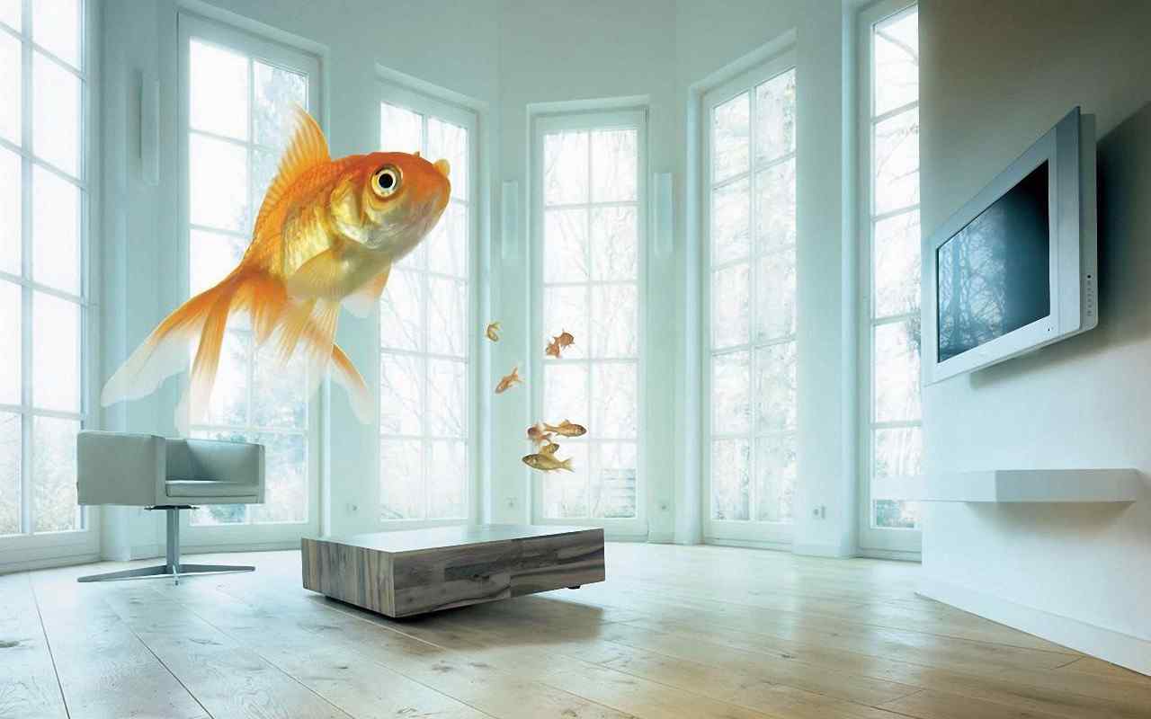 可爱金鱼电脑壁纸 热带金鱼壁纸 金鱼图片