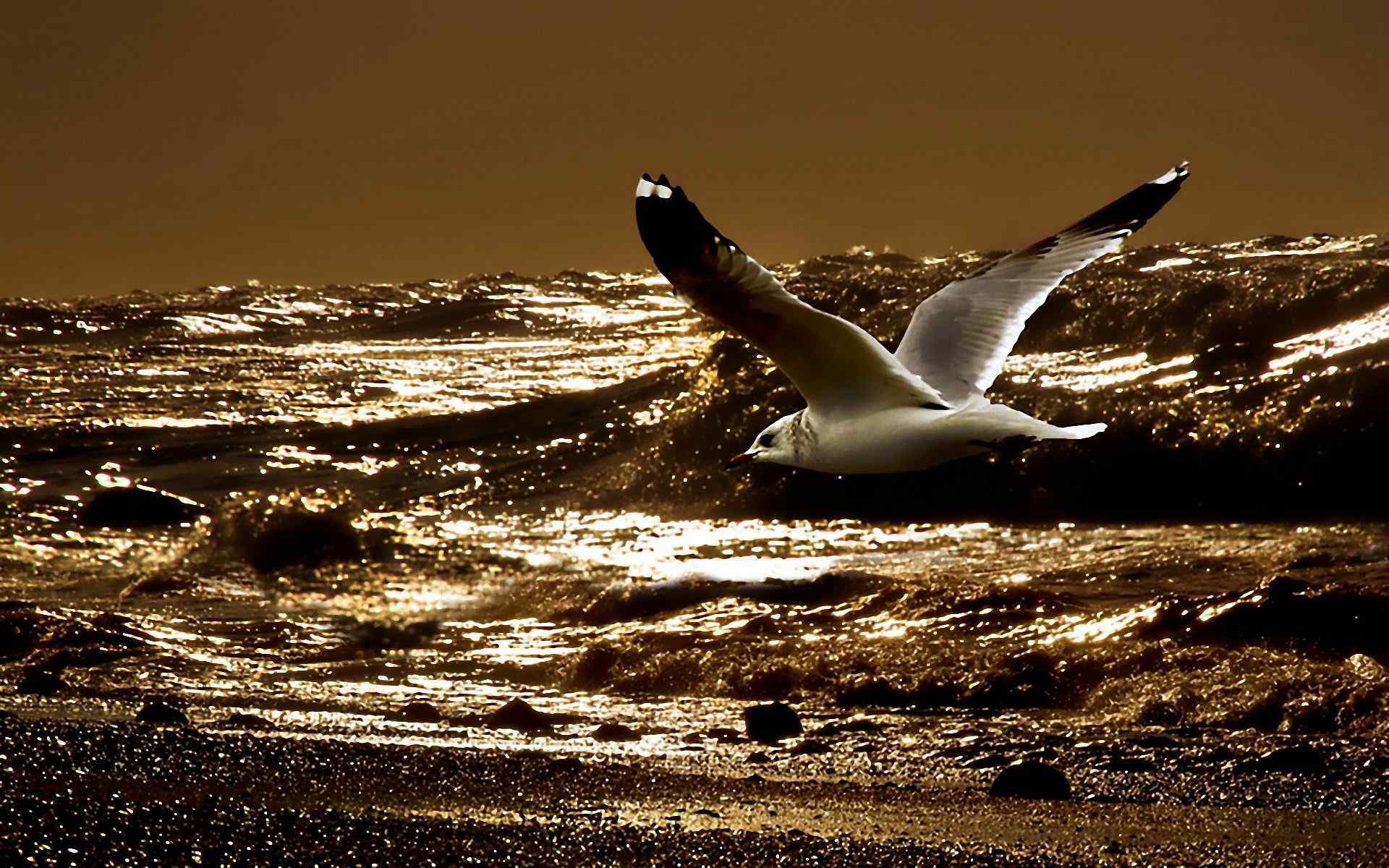 海边飞翔的海鸥唯美风景桌面高清壁纸 海鸥图片