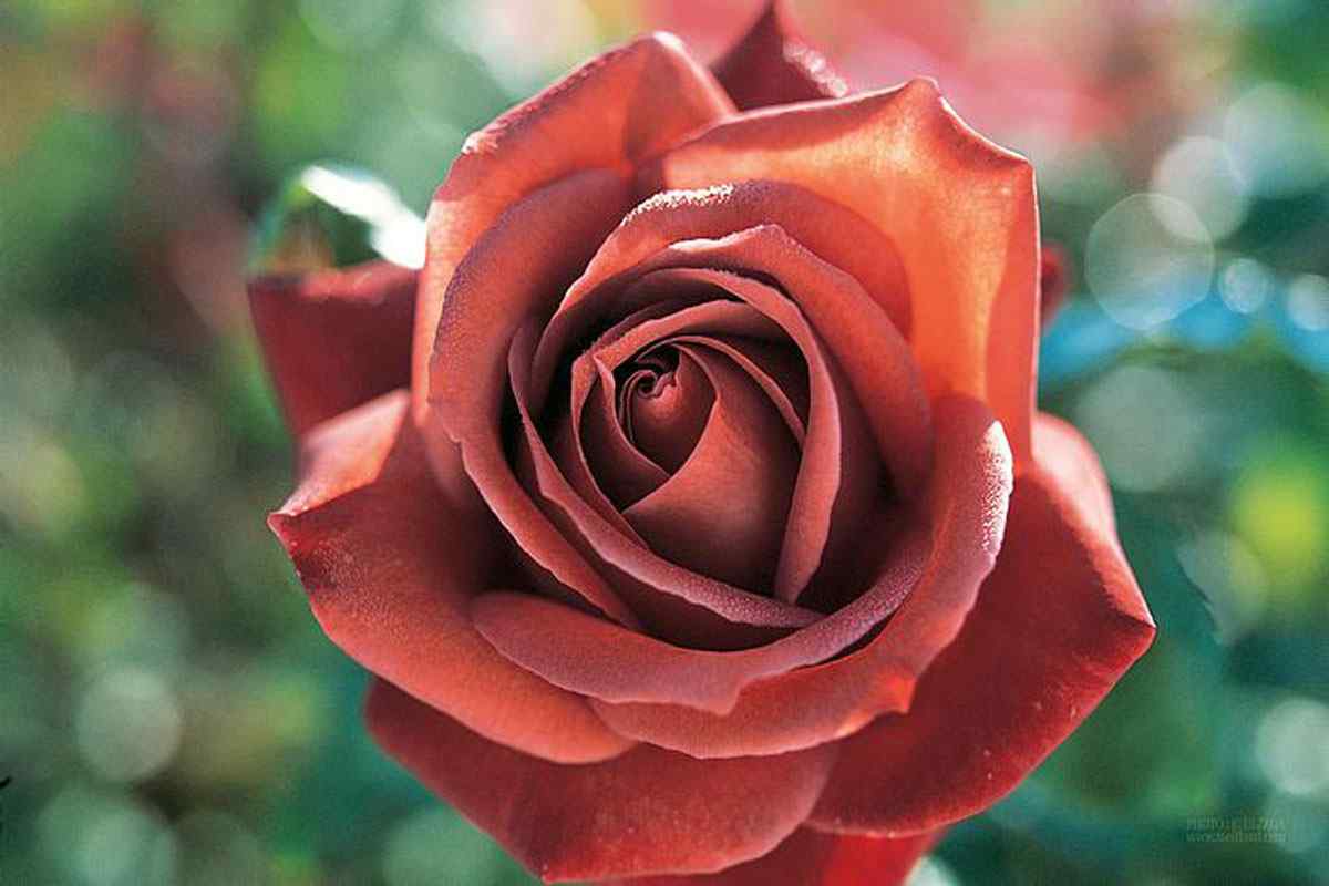 浪漫唯美玫瑰花高清桌面壁纸 玫瑰花图片