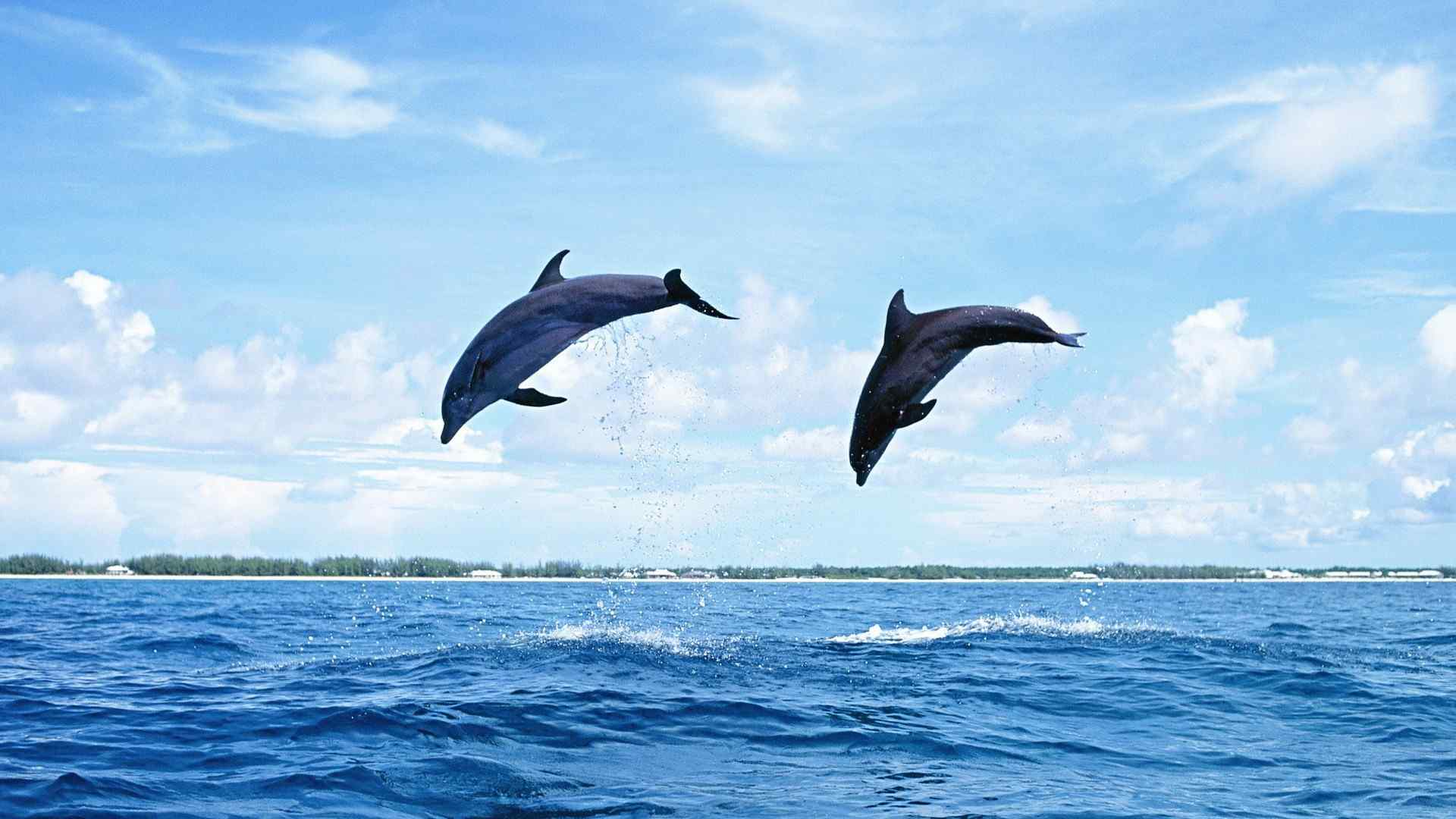 跳跃的海豚高清壁纸 蓝色海豚图片 可爱海豚桌面壁纸