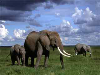 沙漠大象图片 大象简笔画桌面壁纸 非洲大象摄影壁纸