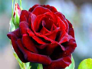 情人节玫瑰花图片 红色的玫瑰花高清壁纸 玫瑰花语图