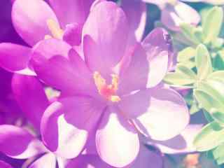 紫色花朵 紫色的花 紫色花朵图片 紫色唯美花朵