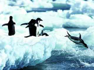 北极企鹅壁纸 冰川企鹅高清桌面 企鹅图片