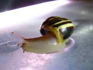蜗牛爬行摄影壁纸 微距蜗牛桌面壁纸 蜗牛图片