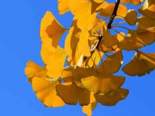 秋天风景的图片 秋天植物桌面壁纸 枯叶落叶高清壁纸