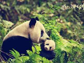 大熊猫图片下载 中国国宝大熊猫桌面壁纸 可爱卖萌大熊猫图片