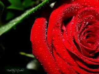 七夕唯美玫瑰花桌面壁纸 火红玫瑰高清壁纸 浪漫玫瑰摄影壁纸
