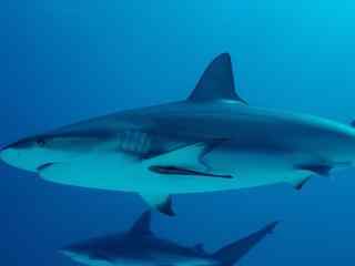 海洋生物鲨鱼图片 饥饿鲨鱼桌面壁纸  海底鲨鱼图