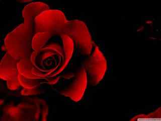 七夕情人节红玫瑰摄影壁纸 红玫瑰高清桌面壁纸