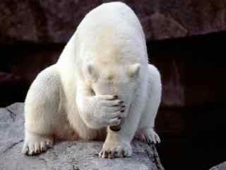 冰川北极熊的图片 动物北极熊桌面壁纸 可爱北极熊图片