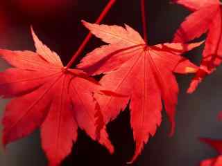 深秋红色枫叶桌面壁纸 红枫高清摄影桌面壁纸