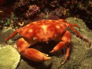 海底螃蟹图片下载 海里爬行动物图片 螃蟹壁纸