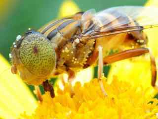 小蜜蜂图片下载 蜜蜂采花桌面壁纸 高清蜜蜂图片