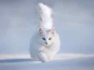 白色小猫咪图片 可爱白色猫咪桌面壁纸 白色猫咪图片下载