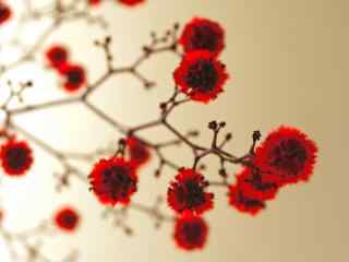 红色花朵图片 鲜花图片桌面壁纸 红色花朵壁纸