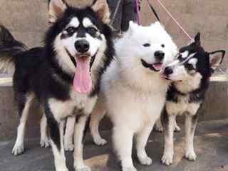雪橇犬_雪橇三傻_阿拉斯加犬、西伯利亚犬、萨摩耶_哈士奇_雪橇犬壁纸