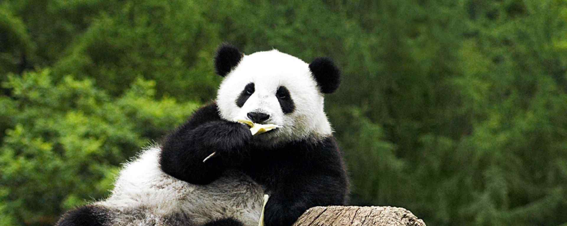 国宝大熊猫_呆萌可爱的大熊猫_野生大熊猫_大熊猫相关电影壁纸