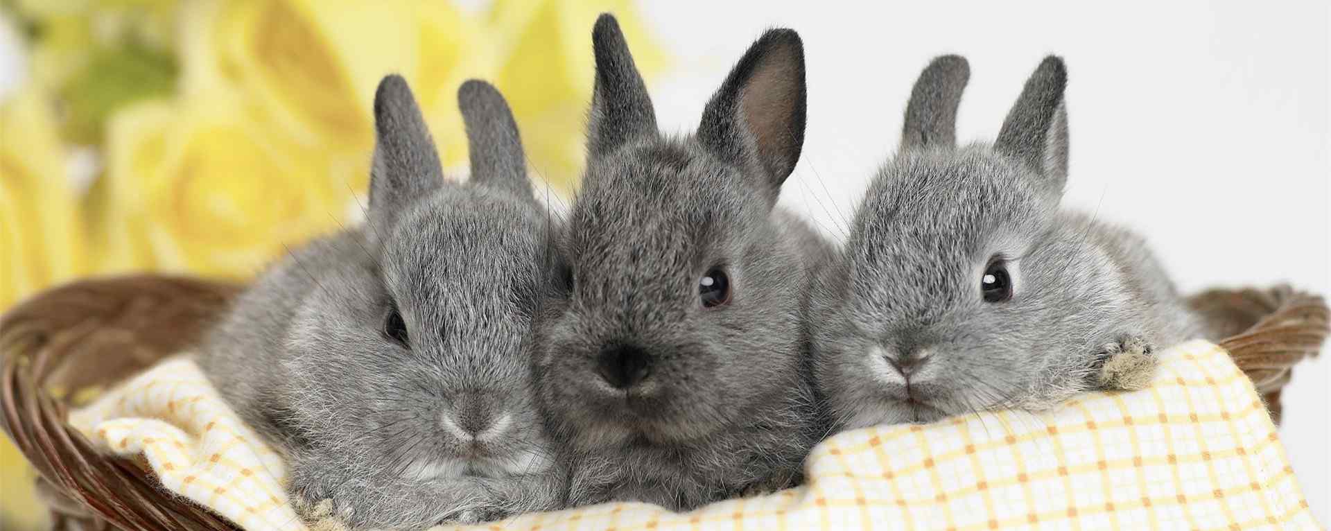 兔子_可爱的小白兔_宠物兔_萌兔子高清电脑壁纸