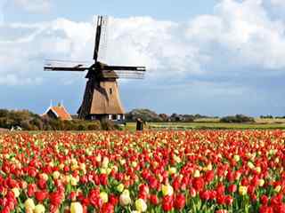 荷兰_荷兰花卉小镇_荷兰风车、郁金香_阿姆斯特丹_荷兰风景壁纸