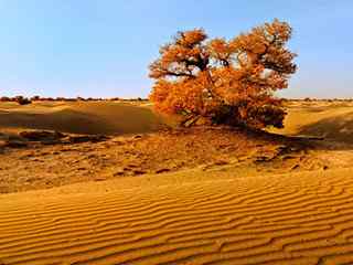 沙漠风景_沙漠风景图片_沙漠仙人掌图片_沙漠风景桌面壁纸_沙漠手机风景壁纸