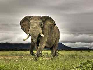 大象图片_大象桌面壁纸_大象手机壁纸_大象图片大全_大象动物壁纸