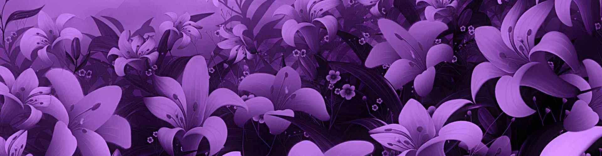 紫罗兰_紫罗兰图片_紫罗兰花图片_紫罗兰桌面壁纸、手机壁纸_美丽植物壁纸