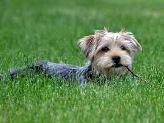 草地上的小狗_草地上的小狗图片_草地上的动物图片_可爱狗狗桌面壁纸、手机壁纸_动物壁纸