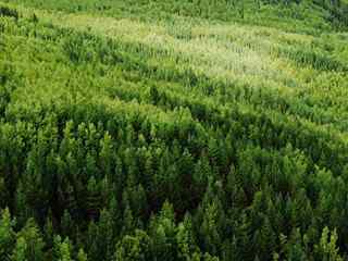 原始森林风景_绿色森林风景图片_森林护眼风景壁纸_风景壁纸