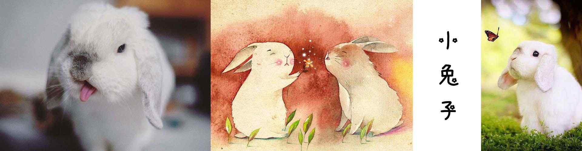 小兔子_可爱小兔子图片壁纸_毛毡小兔子图片_小兔子手机壁纸_可爱动物壁纸