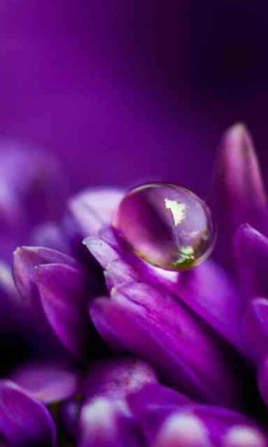 神秘的紫色花朵露水手机壁纸