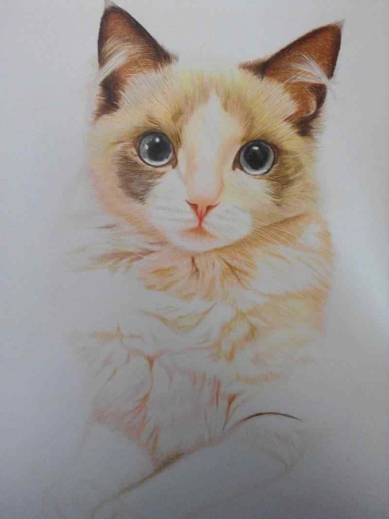 手绘布偶猫手机壁纸