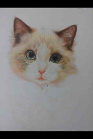可爱手绘布偶猫手机壁纸