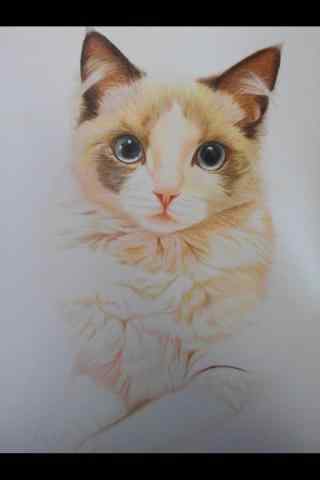 手绘布偶猫手机壁纸
