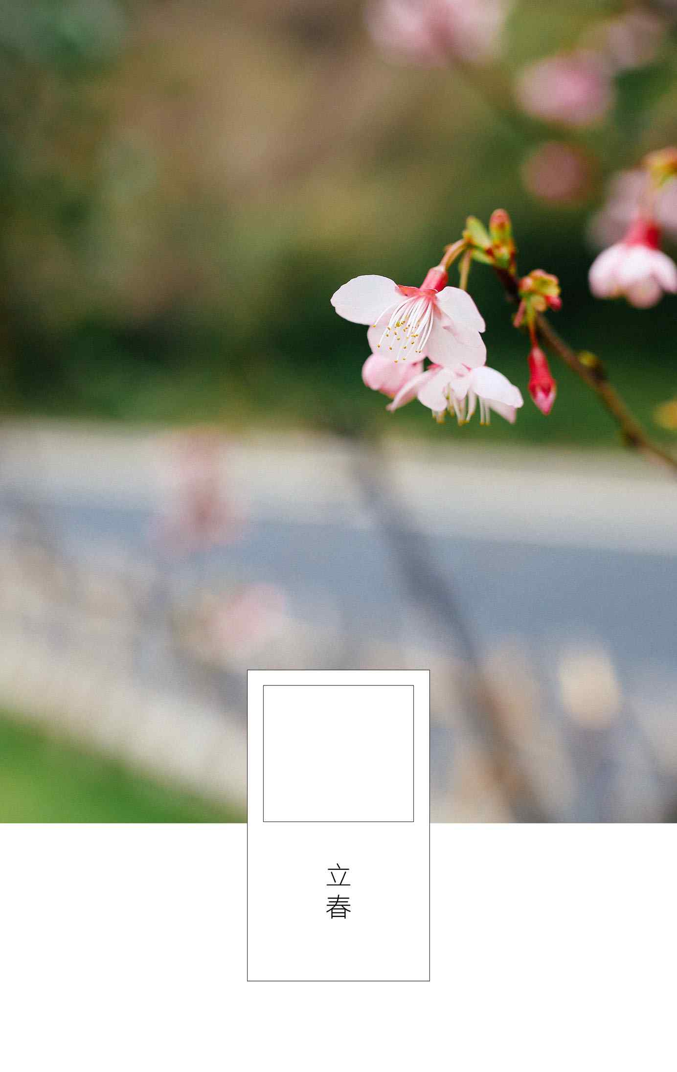 立春节气壁纸之粉色的梅花