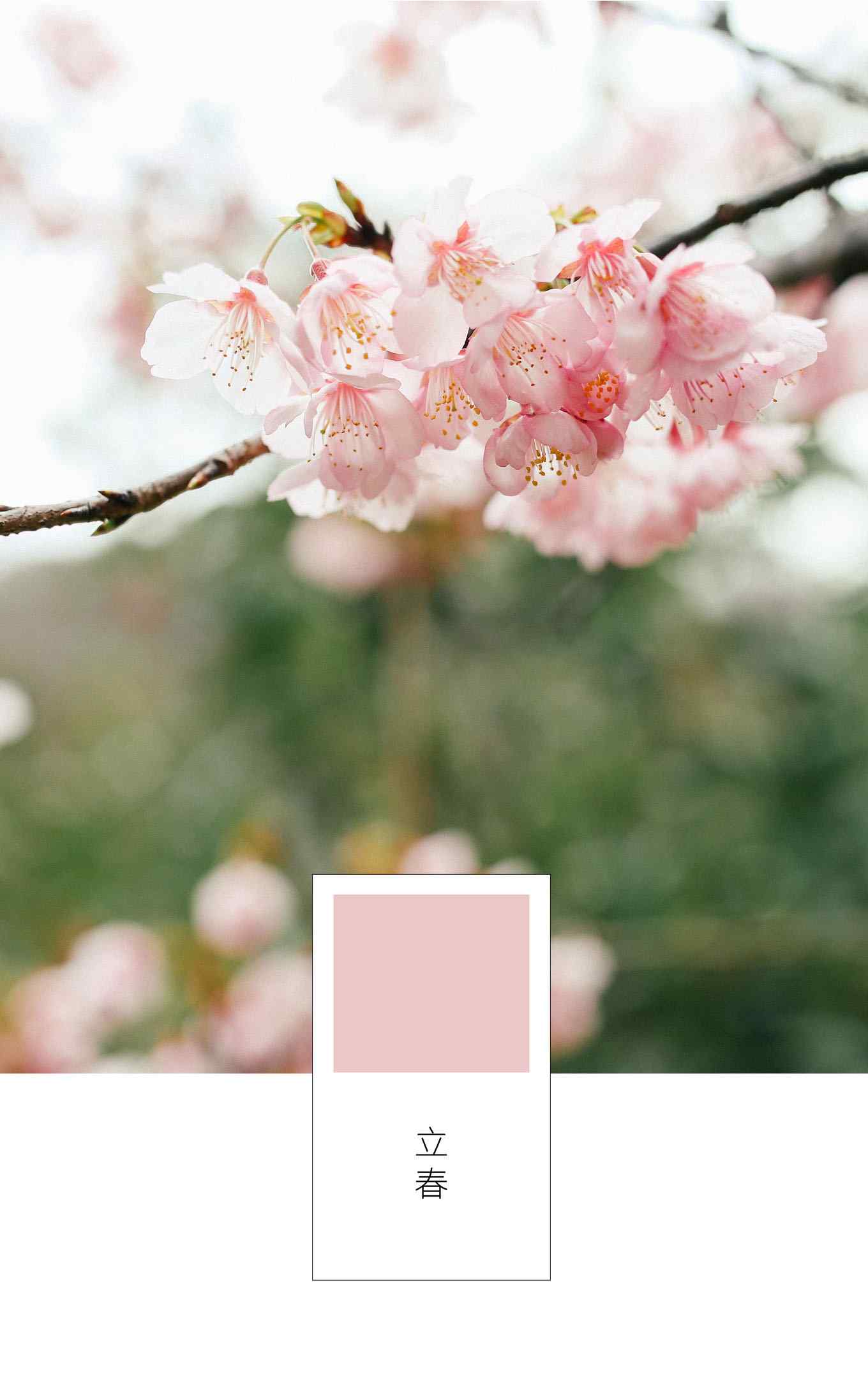 立春节气之粉嫩的梅花盛开图片手机壁纸