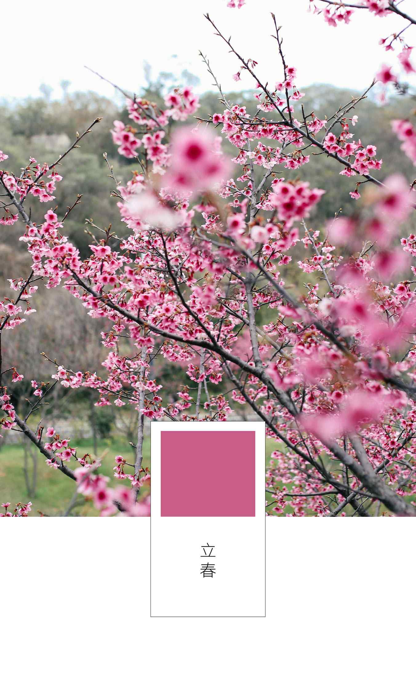 立春节气壁纸之盛开的娇艳梅花图片