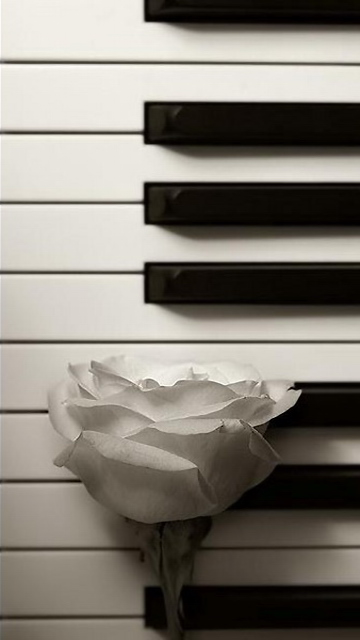 钢琴上的玫瑰花创意手机壁纸