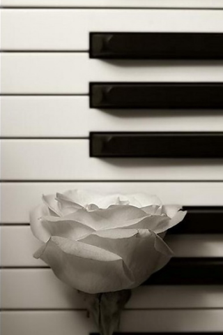 钢琴上的玫瑰花创