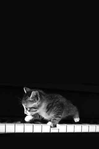 小猫咪弹钢琴图片手机壁纸