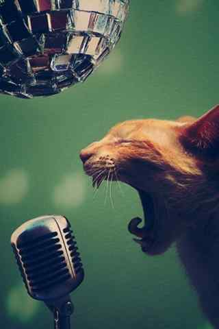 猫咪唱歌的手机壁