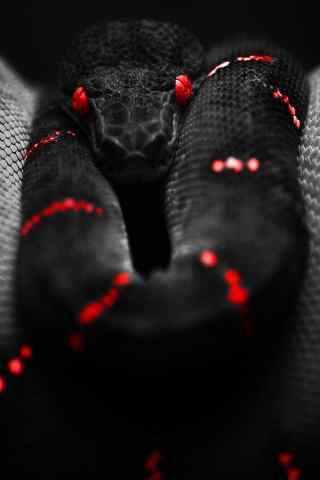 黑色红条纹的蟒蛇