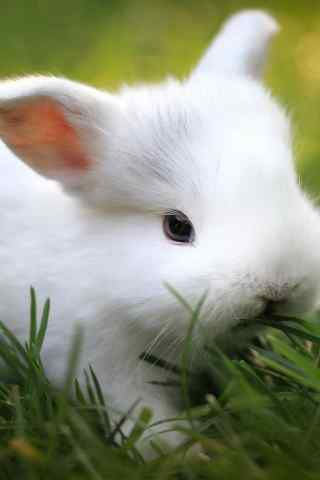 雪白小白兔吃草手