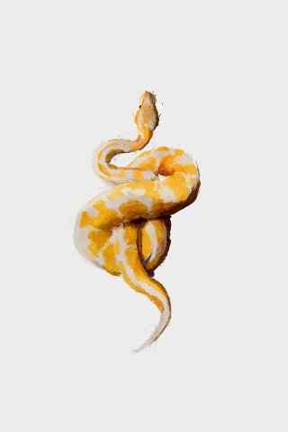 黄色斑纹蟒蛇手机壁纸