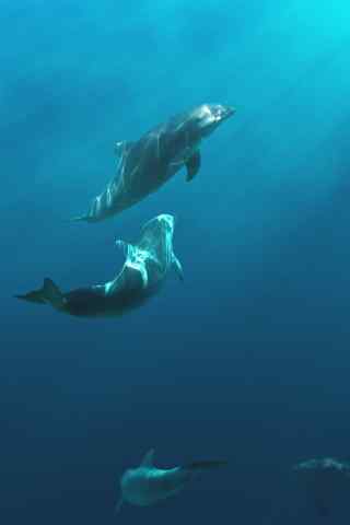 海里两只海豚嬉戏手机壁纸