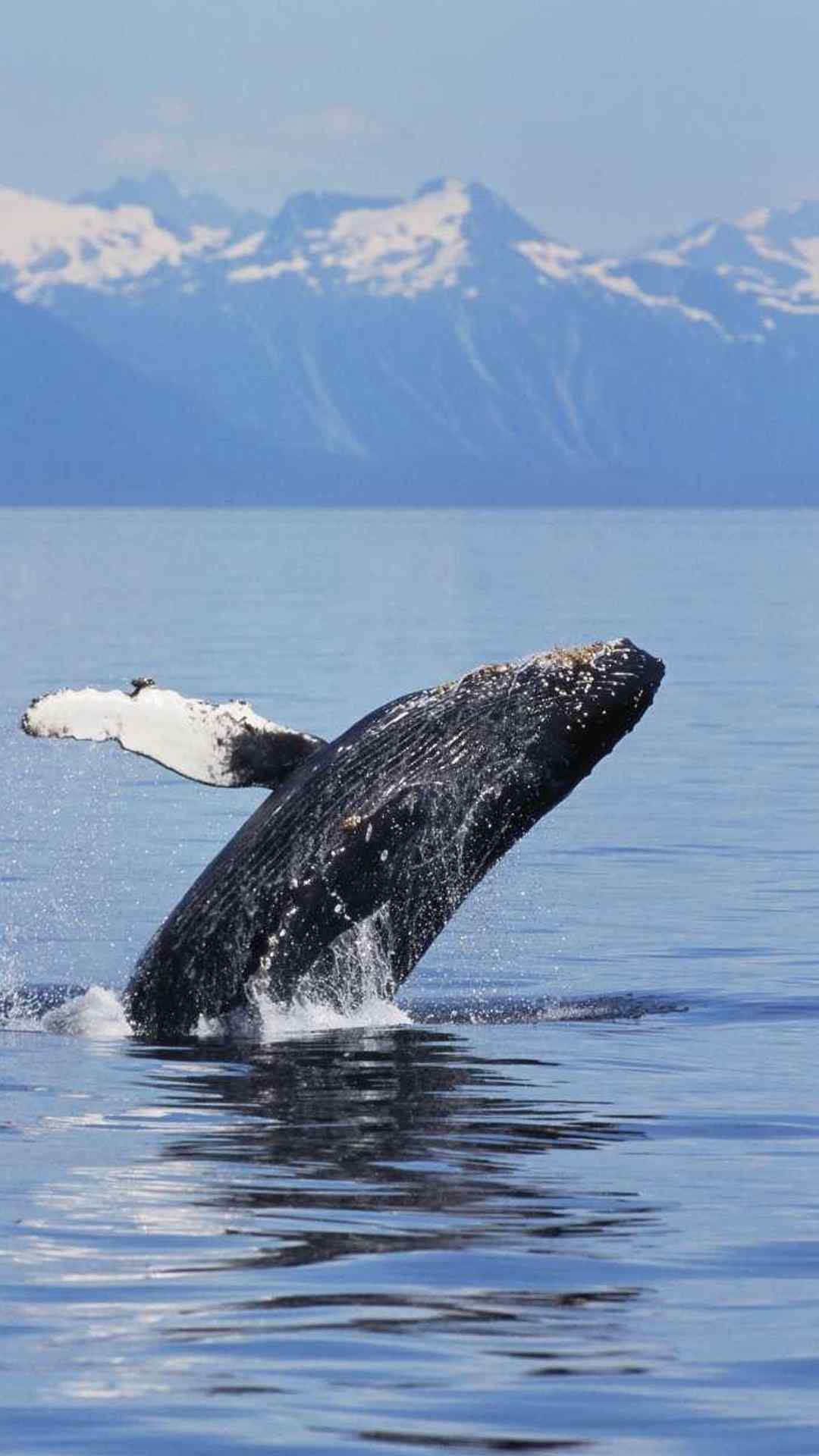 帅气鲸鱼跃出水面蓝色背景清新治愈手机壁纸