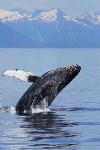 帅气鲸鱼跃出水面