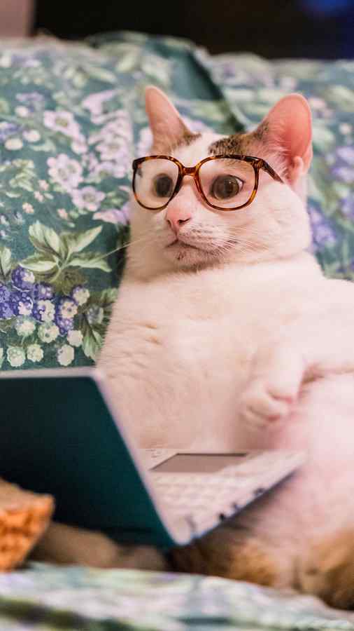 呆萌可爱的小碎花眼镜猫咪手机壁纸