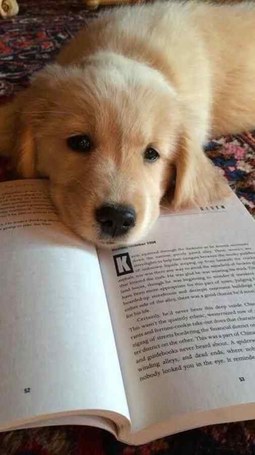 书页上慵懒卖萌的可爱狗狗手机壁纸